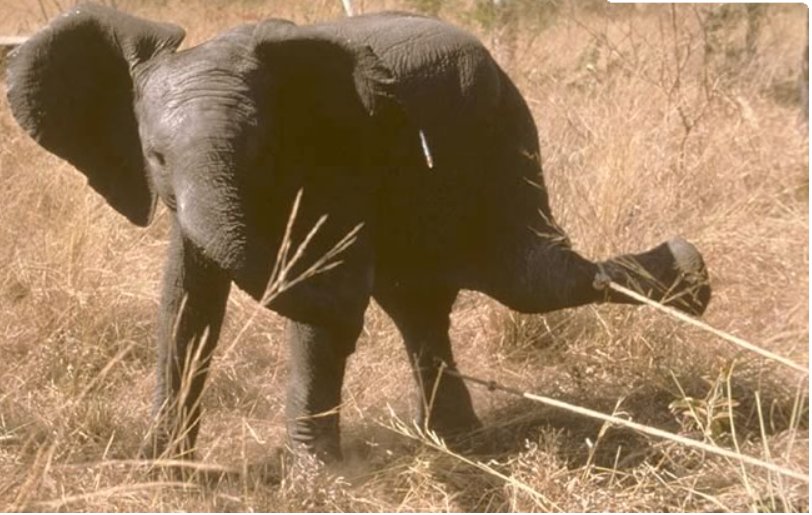Lone elephant captured